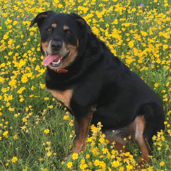 rottiegal18